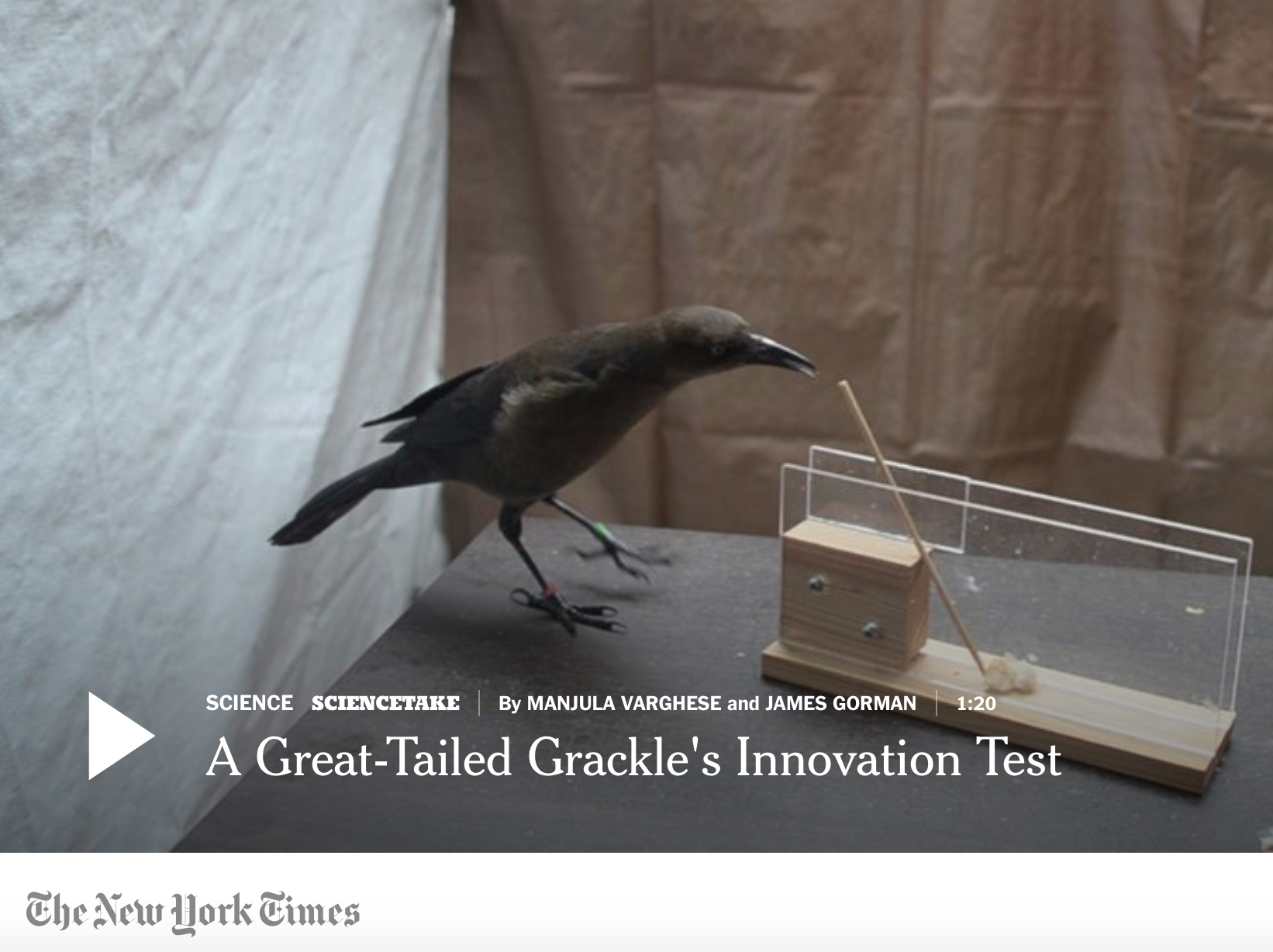 New York Times grackle video