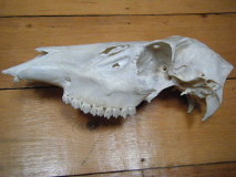 Red deer skull